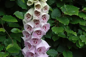 Digitalis purp. 'Pam's Choice' - P13