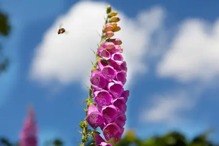Digitalis purpurea - P9 - image 2