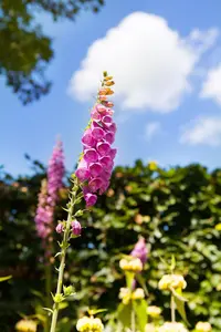 Digitalis purpurea mix - P9 - image 4