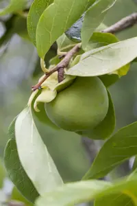 Diospyros kaki - 1/2 STDS C18 - image 4