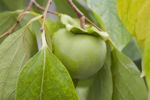 Diospyros kaki - 1/2 STDS C18 - image 3