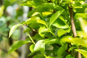 Diospyros kaki 'Vaniglia'