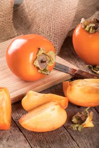 Diospyros lotus - LINERS 40 CEL TRAY P9 SIZE 40-60 CM WHIP - image 2