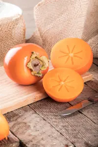 Diospyros lotus - LINERS 40 CEL TRAY P9 SIZE 40-60 CM WHIP - image 5