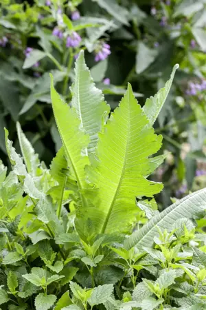 Dipsacus fullonum - P9 - image 1