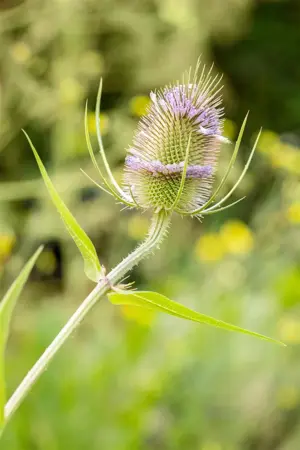 Dipsacus fullonum - P9 - image 3