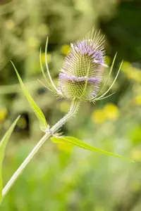 Dipsacus fullonum - P9 - image 3
