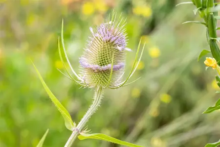 Dipsacus fullonum - P9 - image 2