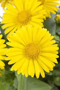 Doronicum or. 'Little Leo'