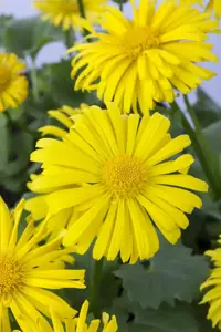 Doronicum orientale - 2 Ltr pot - image 3