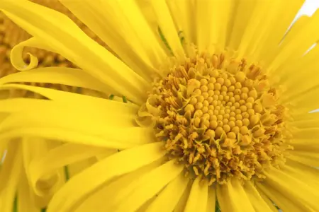 Doronicum orientale - 2 Ltr pot - image 2