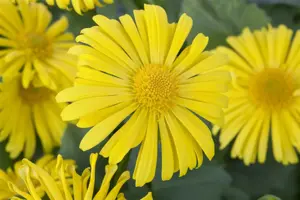 Doronicum orientale - 2 Ltr pot - image 4