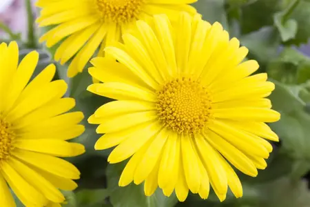 Doronicum orientale - 2 Ltr pot - image 5