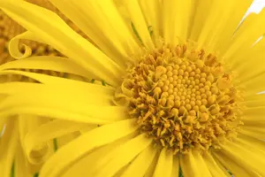 Doronicum orientale - P9 - image 2