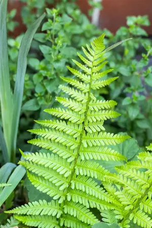 Dryopteris af. 'Pinderi' - P9