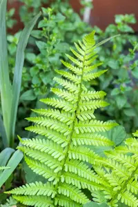Dryopteris af. 'Pinderi'