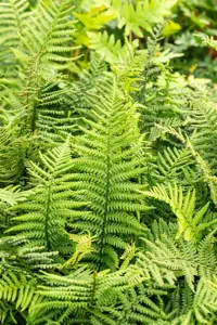 Dryopteris affinis - 3 Ltr pot - image 5