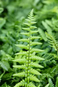 Dryopteris affinis - P9 - image 3