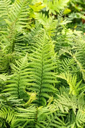 Dryopteris affinis - P9 - image 5