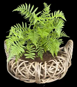 Dryopteris affinis - 2 Ltr pot - image 2