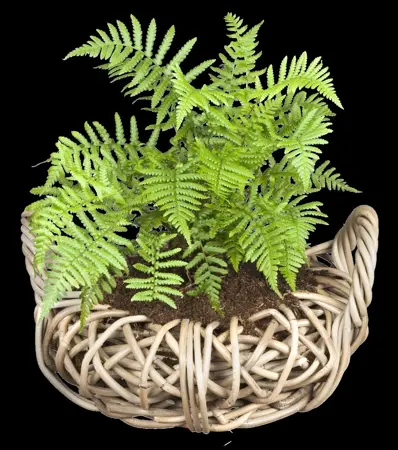 Dryopteris affinis - P9 - image 2