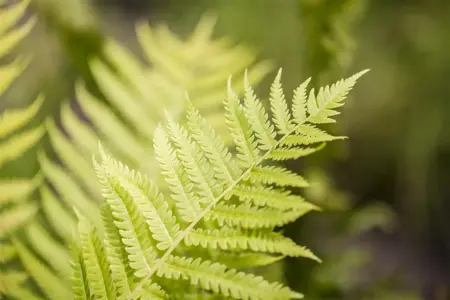 Dryopteris affinis - P9 - image 1