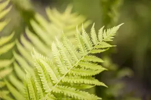 Dryopteris affinis