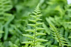 Dryopteris affinis - P9 - image 4