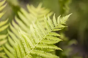 Dryopteris affinis - P10.5 - image 1