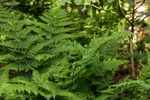 Dryopteris dil. 'Lepidota Cristata'