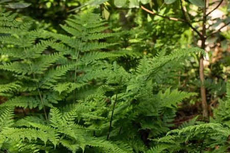 Dryopteris dil. 'Lepidota Cristata' - P9