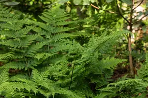 Dryopteris dil. 'Lepidota Cristata'