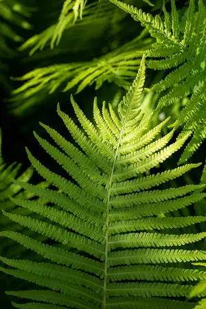 Dryopteris eryth. 'Compacta' - 2 Ltr pot - image 4