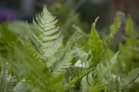 Dryopteris eryth. 'Compacta' - 2 Ltr pot - image 1