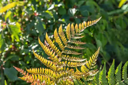 Dryopteris eryth. 'Prolifica' - P9