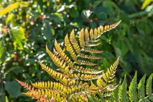 Dryopteris eryth. 'Prolifica'