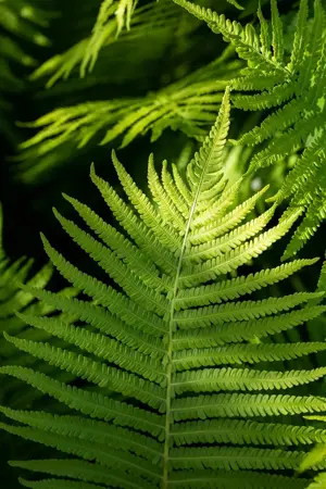 Dryopteris erythrosora - P9 - image 4