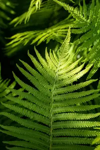 Dryopteris erythrosora - 3 Ltr pot - image 4