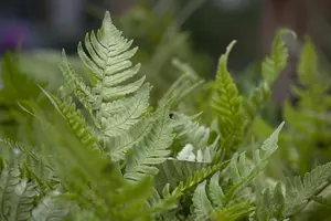 Dryopteris erythrosora - 3 Ltr pot - image 1