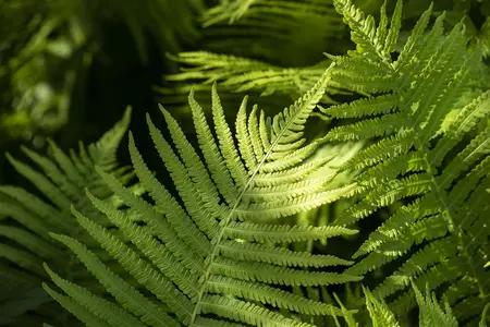Dryopteris erythrosora - 3 Ltr pot - image 2