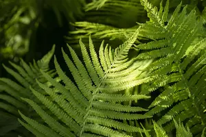 Dryopteris erythrosora - 3 Ltr pot - image 2