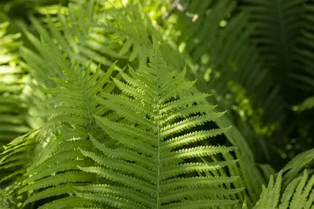 Dryopteris erythrosora - 3 Ltr pot - image 3