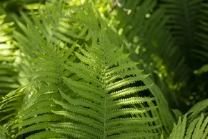 Dryopteris erythrosora - 3 Ltr pot - image 3
