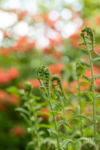 Dryopteris f.-m. 'The King' - P9 - image 2