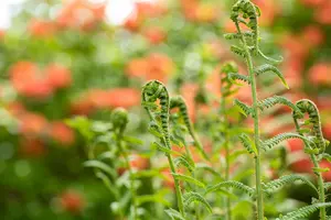 Dryopteris f.-m. 'The King' - P9 - image 3