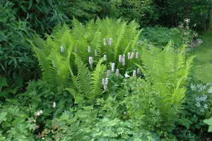 Dryopteris f.-m. 'The King'