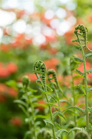 Dryopteris filix-mas - P9 - image 2