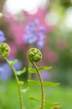 Dryopteris filix-mas - P9 - image 5