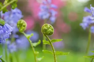 Dryopteris filix-mas - 3 Ltr pot - image 4