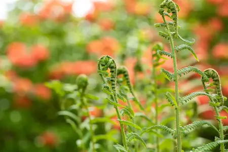 Dryopteris filix-mas - P9 - image 3